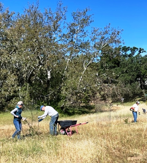 Deb and Clyde recaging a mulched plant, Mike weed-eating nearby!